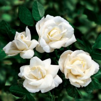Плетистая роза Фемели Уайт  - от питомника саженцев Три Корня