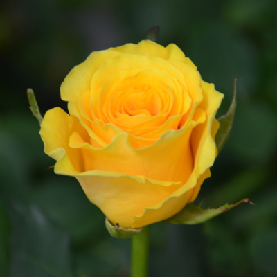 Роза флорибунда Сфинкс  - от питомника саженцев Три Корня