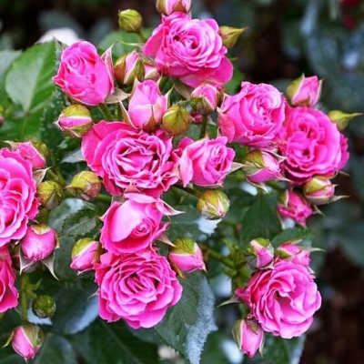 Роза спрей Лавли Лидия - от питомника саженцев Три Корня
