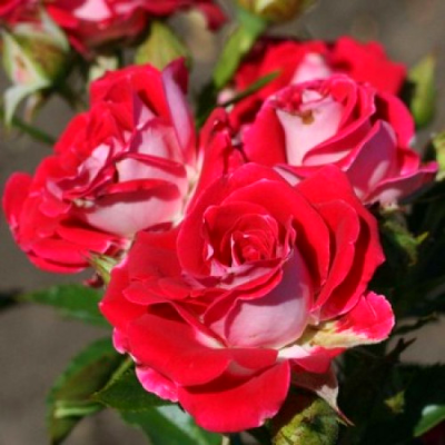 Роза спрей Руби Стар. Фото №1