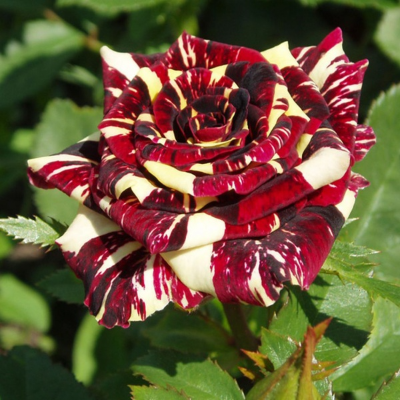 Роза бордюрная Вайт Лидия. Фото №733