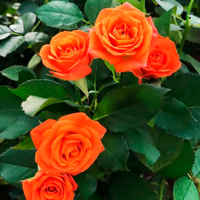 Роза флорибунда Фокус Покус. Фото №750