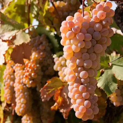 Укоренение черенков винограда в домашних условиях: способы, сроки, видео | Vinograd-Loza