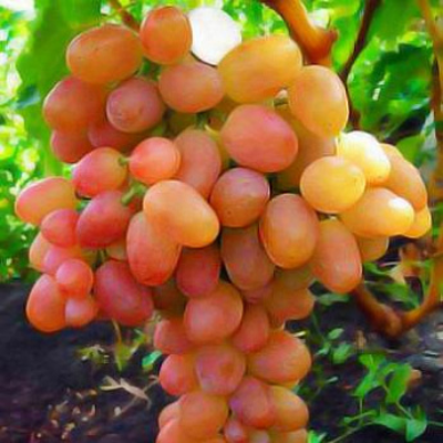 Черенки винограда Ливия (Упаковка 10 шт) - от питомника саженцев Три Корня