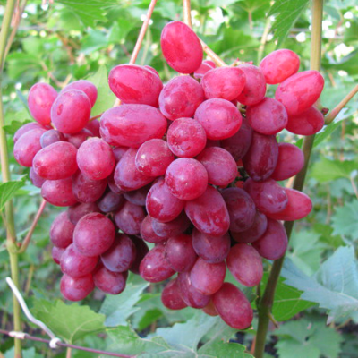 Черенки винограда Велес (Упаковка 10 шт) - от питомника саженцев Три Корня