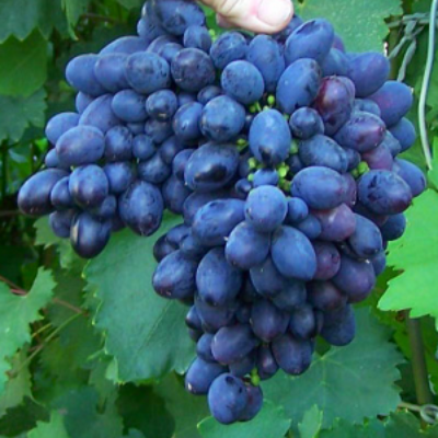 Черенки винограда Кодрянка (Упаковка 10 шт) - от питомника саженцев Три Корня