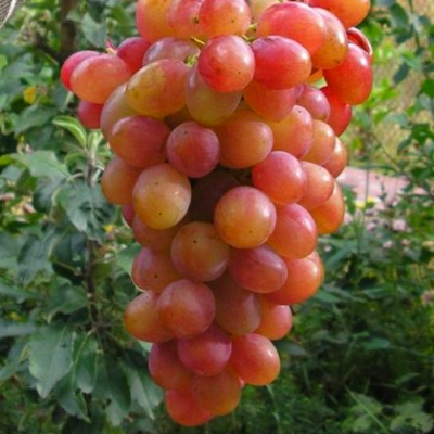 Черенки винограда Алладин (Упаковка 10 шт) - от питомника саженцев Три Корня