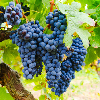 Черенки винограда Изабелла (Упаковка 10 шт) - от питомника саженцев Три Корня