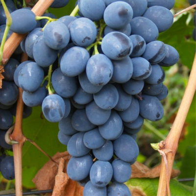 Черенки винограда Молдова (Упаковка 10 шт) - от питомника саженцев Три Корня