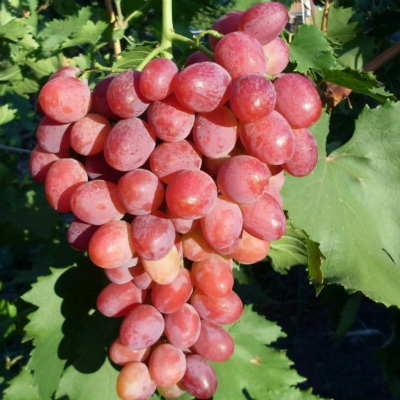 Черенки винограда Рубиновый Юбилей (Упаковка 10 шт). Фото №1