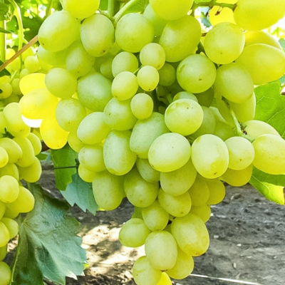 Черенки винограда Юлиан (Упаковка 10 шт). Фото №833