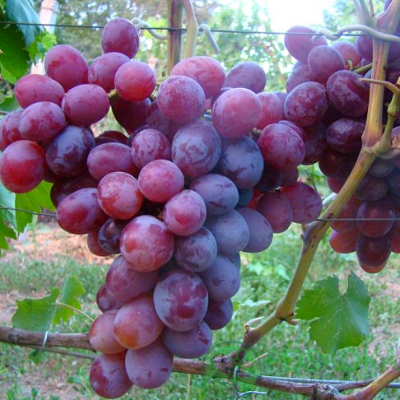 Черенки винограда Фавор (Упаковка 10 шт) - от питомника саженцев Три Корня