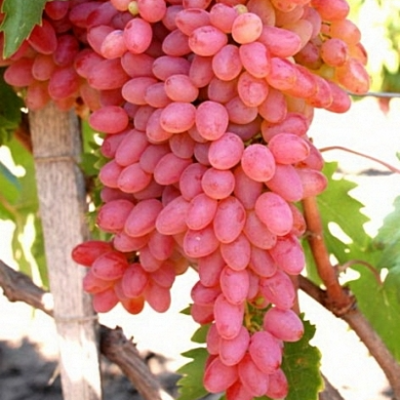 Черенки винограда Фавор (Упаковка 10 шт). Фото №851