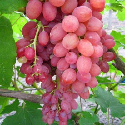 Черенки винограда Фавор (Упаковка 10 шт). Фото №851