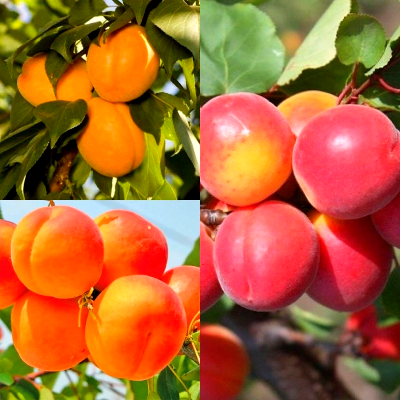 Комплект из трёх саженцев абрикос: Лебона, Ледана, Киото - от питомника саженцев Три Корня