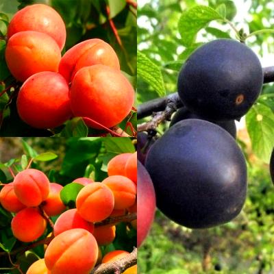 Комплект из трёх саженцев абрикос: Свит Ред, Пинкот, Шлор Циран. Фото №1