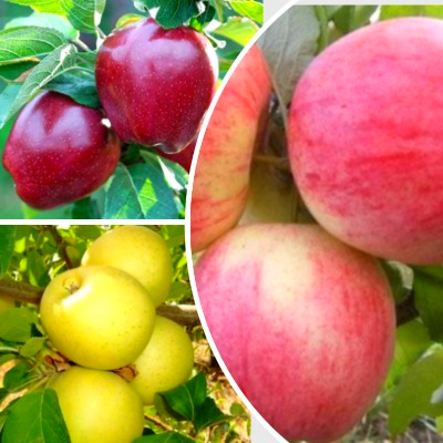Комплект из трёх саженцев яблонь: Голден Делишес, Медуница, Ред Делишес  - от питомника саженцев Три Корня