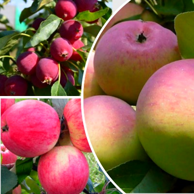 Комплект из трёх саженцев яблонь: Голден Делишес, Медуница, Ред Делишес . Фото №1022