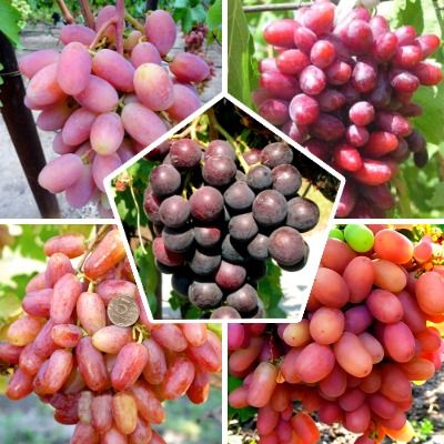 Комплект из пяти саженцев розового винограда: Кардинал, Изюминка, Преображение, Юлиан, Виктор . Фото №1