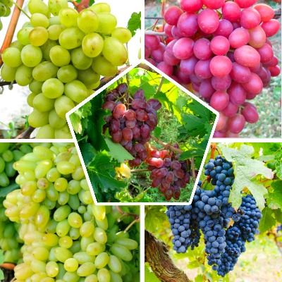 Комплект из пяти саженцев винограда: Белый виноград подарок Запорожью, Винный Изобелла, Розовый Анюта, Тёмный Былина, Кишмишный Столетие. Фото №1