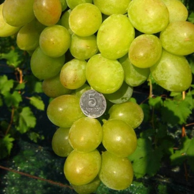 Комплект из трёх саженцев белого винограда: Италия, Лора, Тимур . Фото №1052
