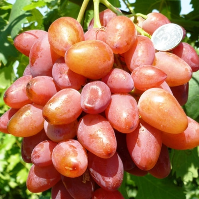 Комплект из пяти саженцев розового винограда: Кардинал, Изюминка, Преображение, Юлиан, Виктор . Фото №1055