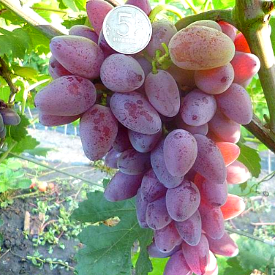 Комплект из пяти саженцев розового винограда: Кардинал, Изюминка, Преображение, Юлиан, Виктор . Фото №1055