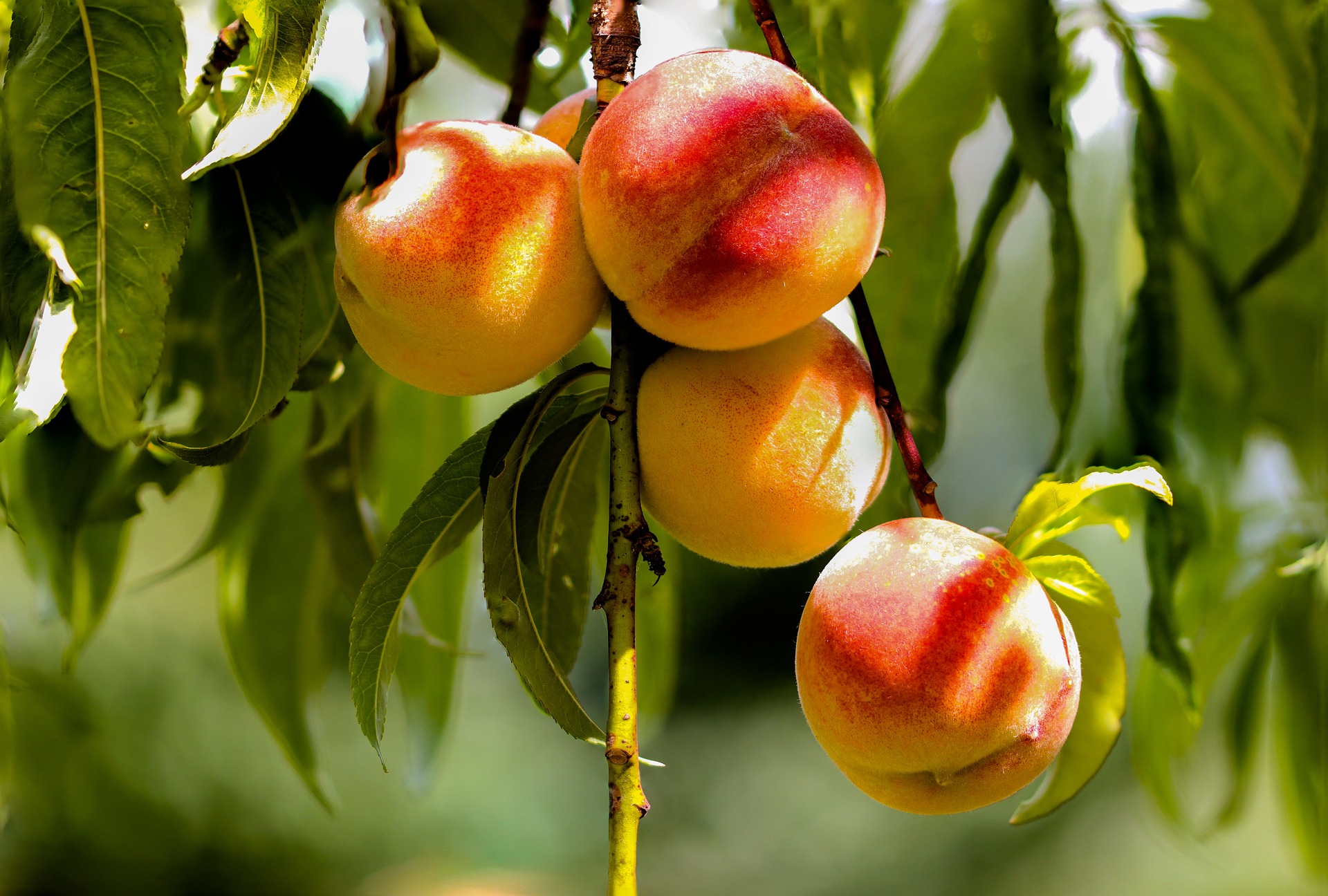 Плоды колоновидного персика