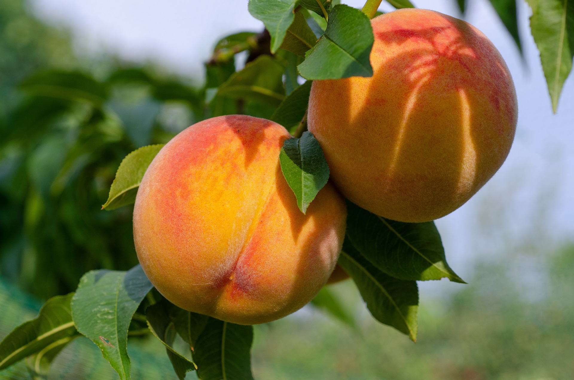 Купить саженцы колоновидных персиков в питомнике Три корня